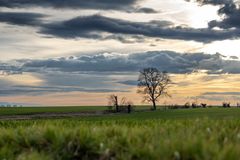 Feld im Frühling