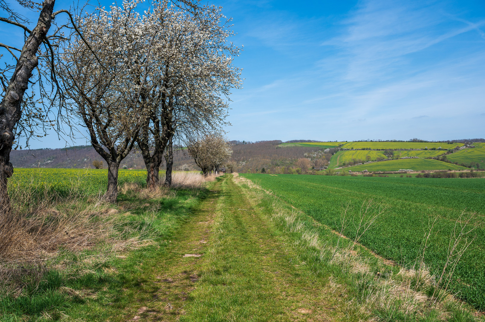 Feld Im Frühling mit Raps und Bäumen am Weg