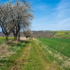 Feld Im Frühling mit Raps und Bäumen am Weg