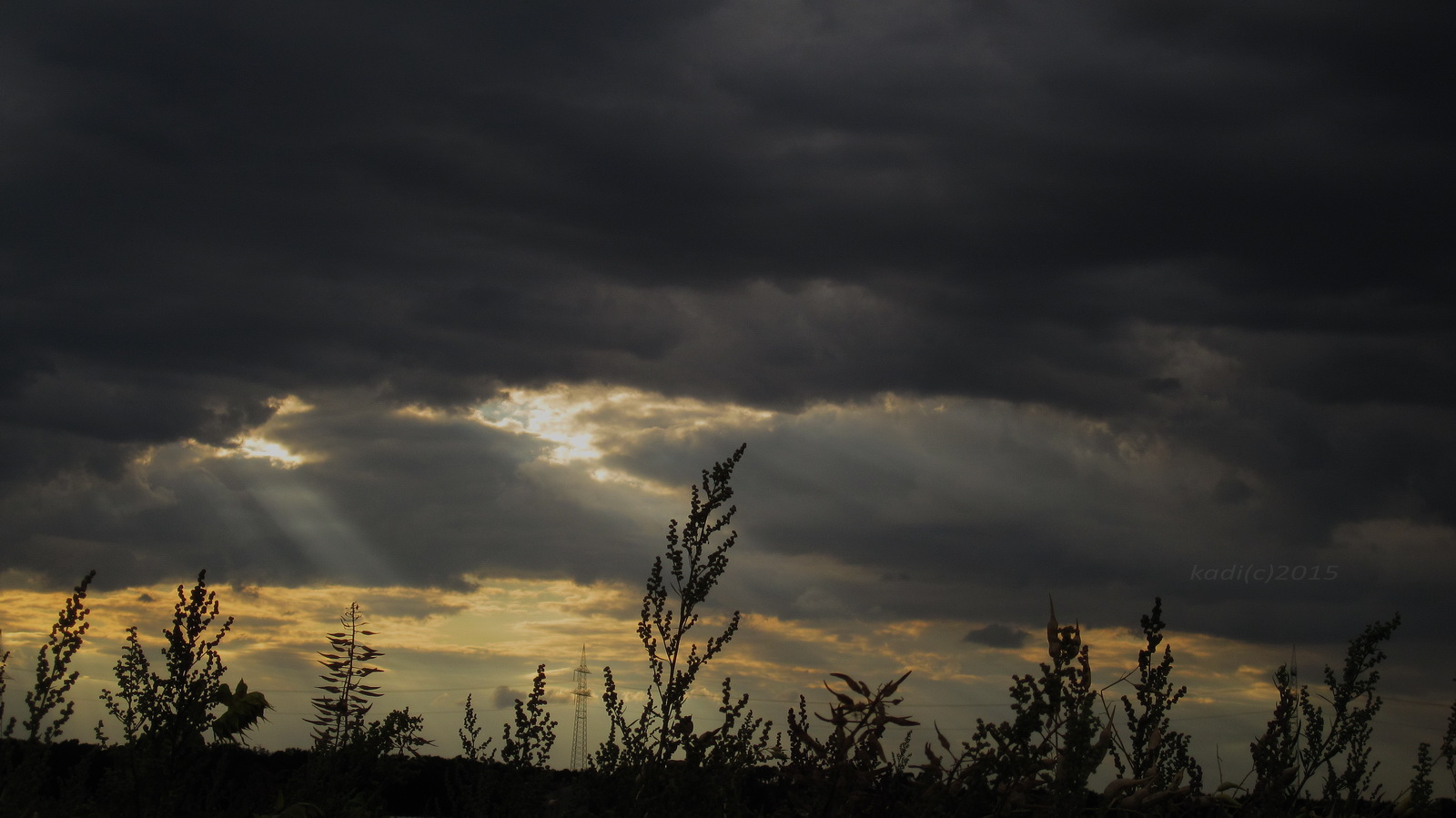 Feld im Gegenlicht