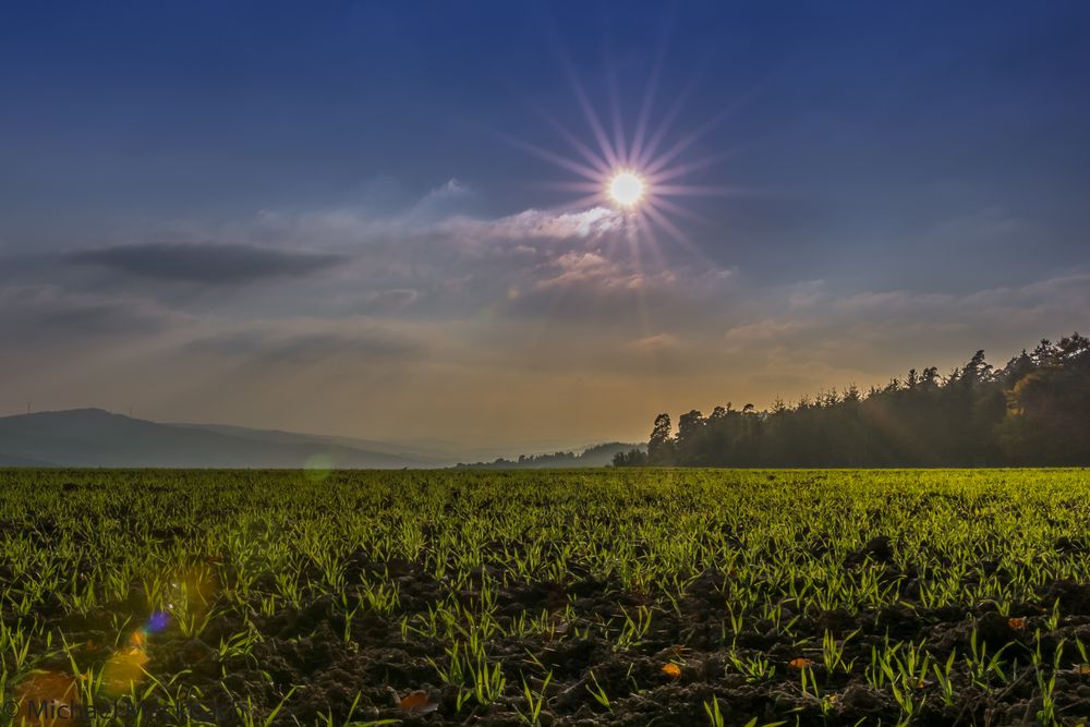 Feld im Gegenlicht