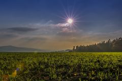 Feld im Gegenlicht