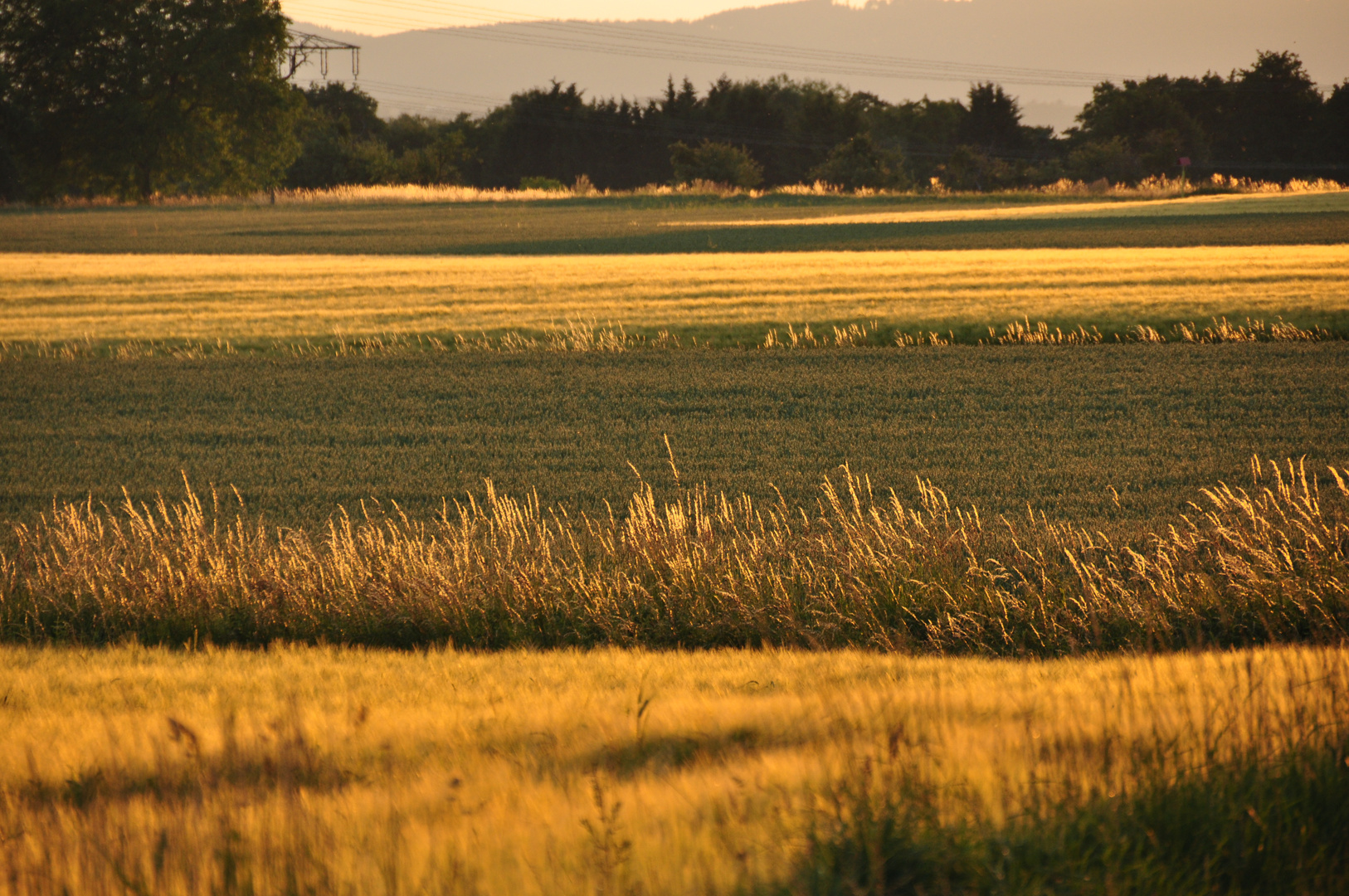 Feld im goldenen Licht