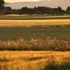 Feld im goldenen Licht