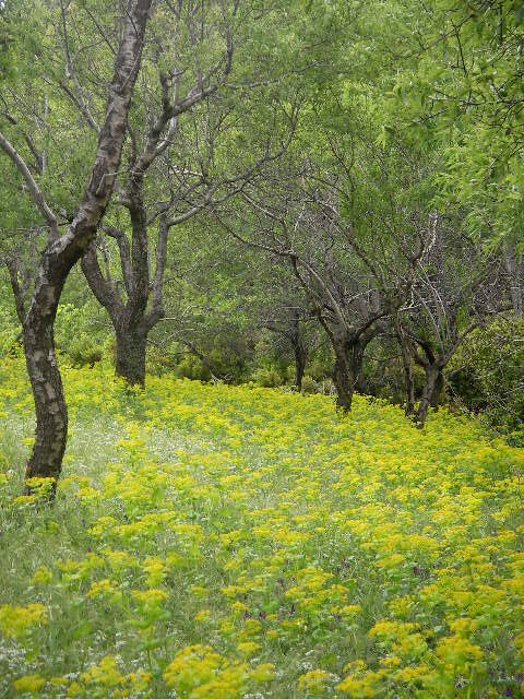 Feld im griechischen Fruehling