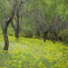 Feld im griechischen Fruehling