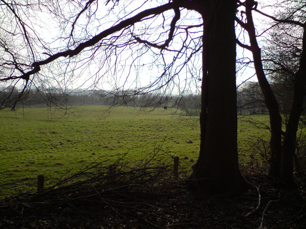 Feld im Hintergrund