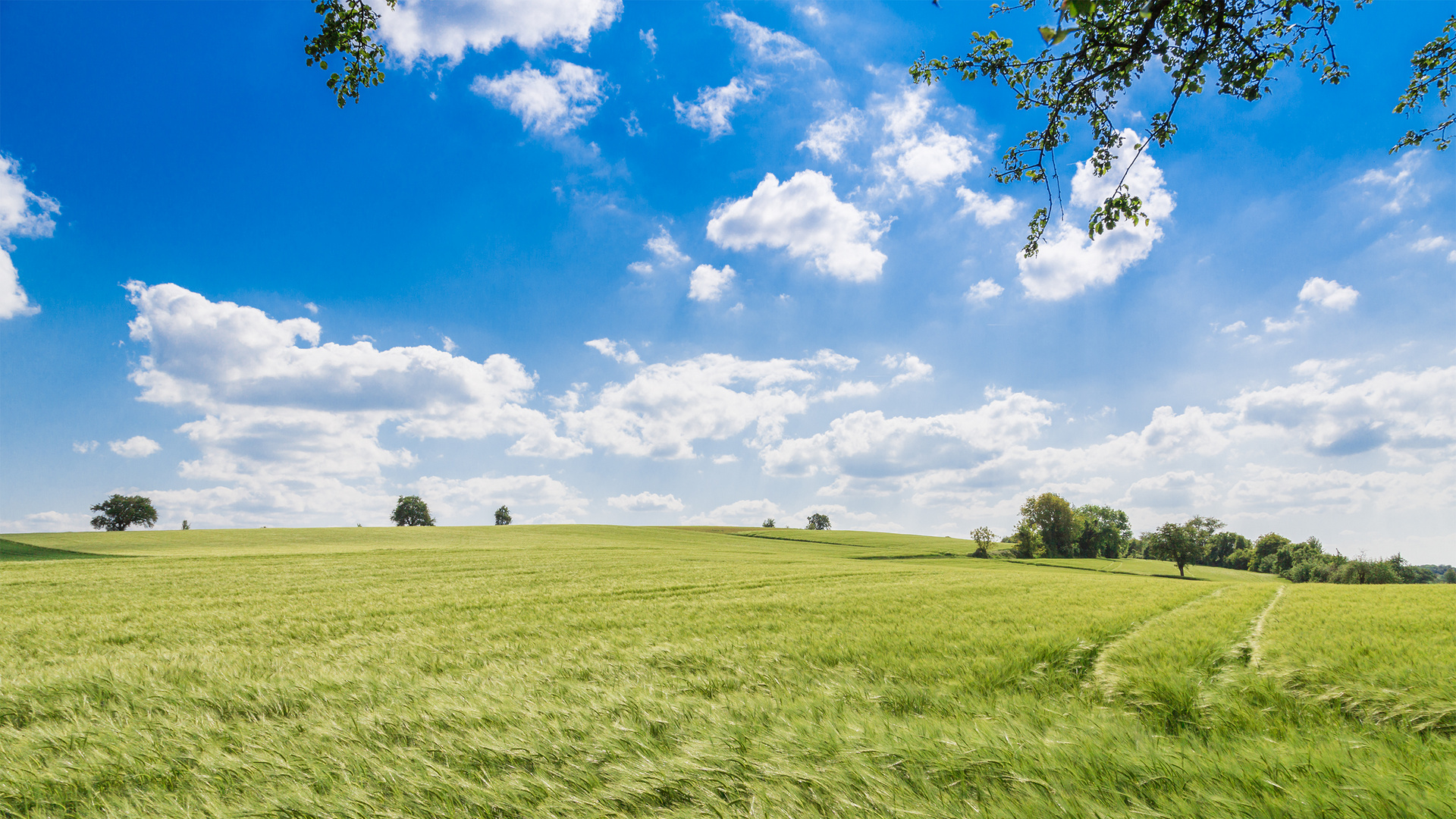 Feld im Mai