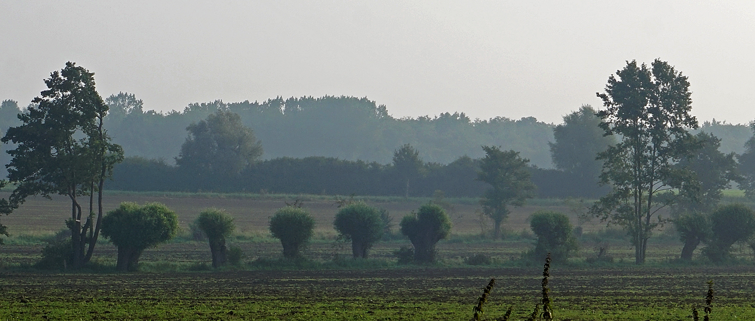 Feld im Morgendunst 2