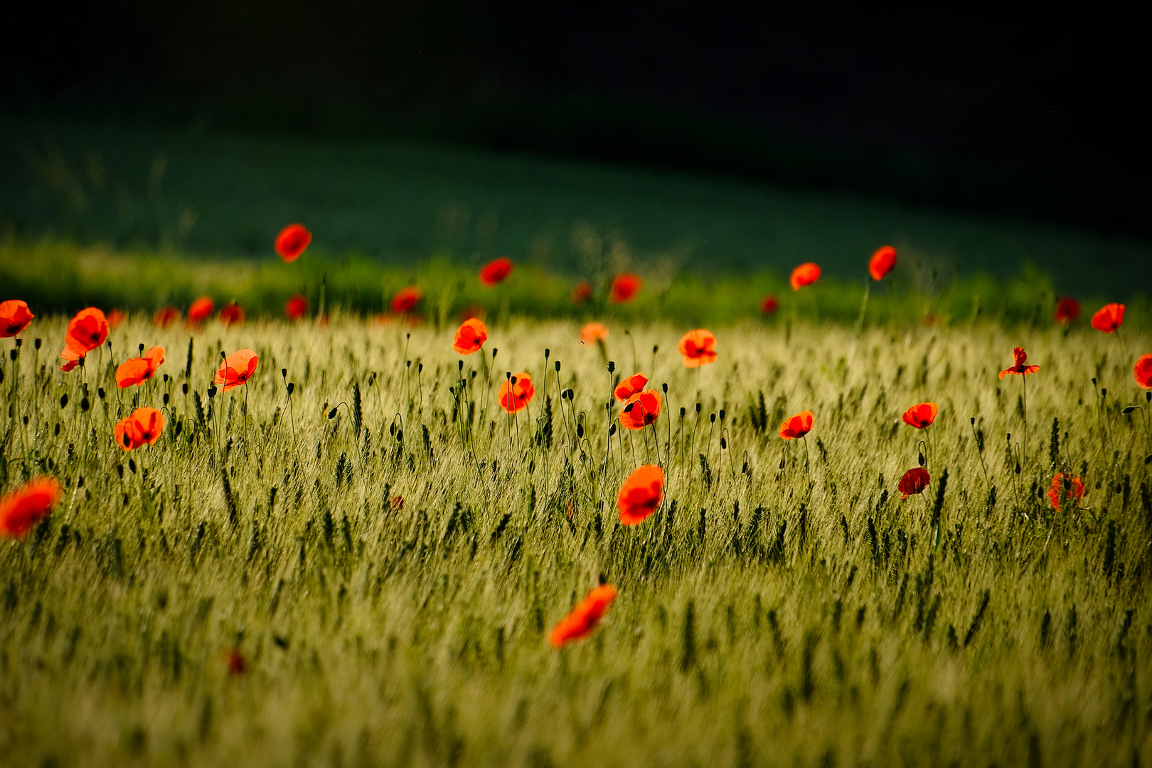 Feld im Morgenlicht