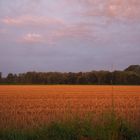 Feld im Morgenlicht