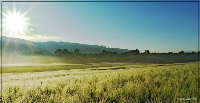 Feld im Morgenlicht...