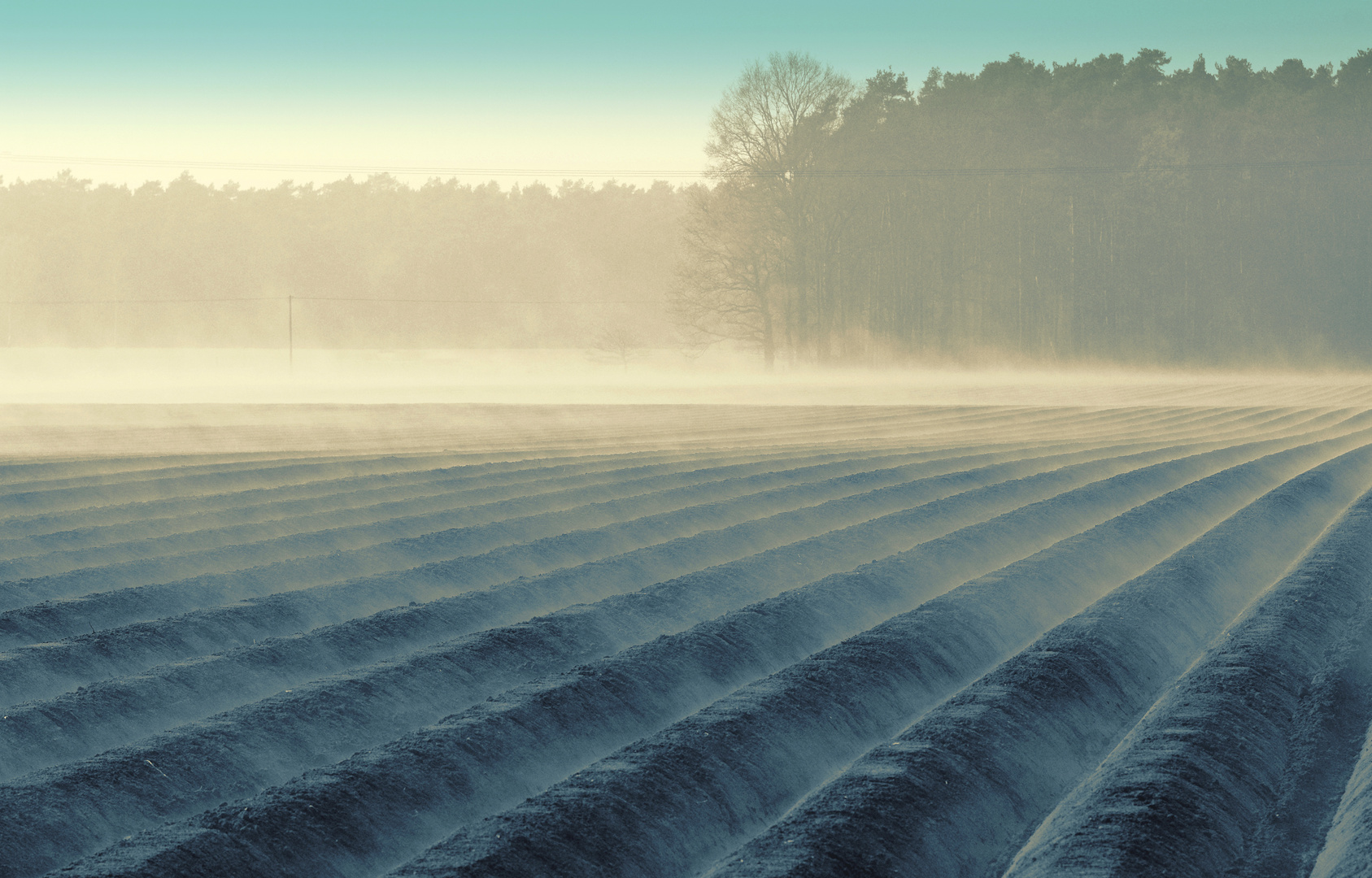 Feld im Nebel