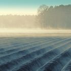 Feld im Nebel