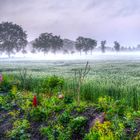 Feld im Nebel