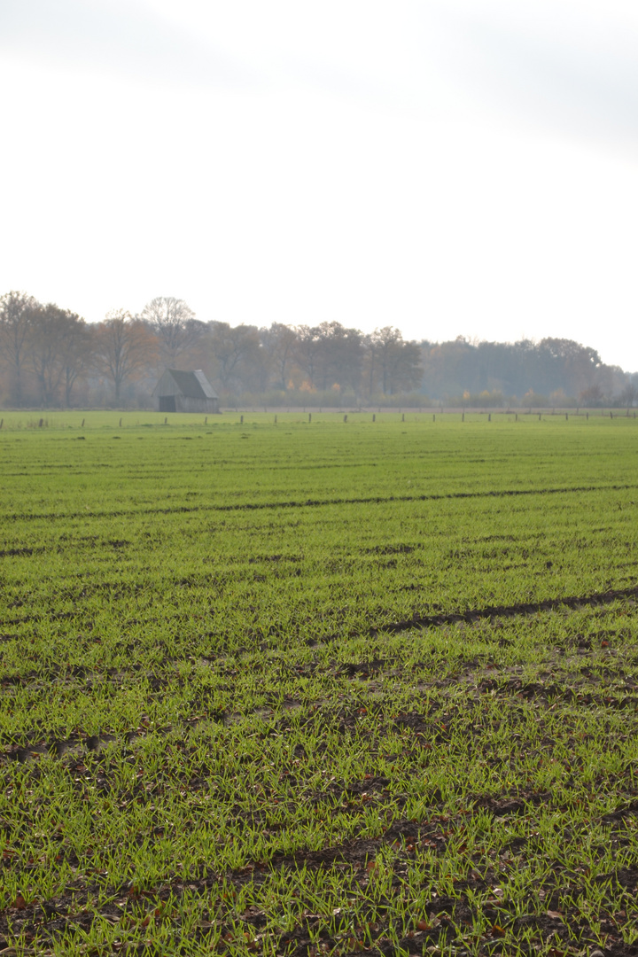 Feld im Nebel