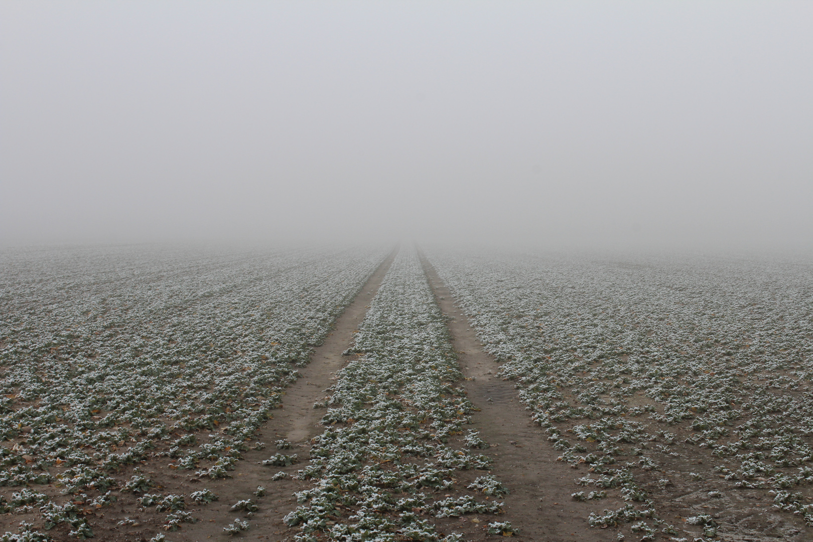 Feld im Nebel