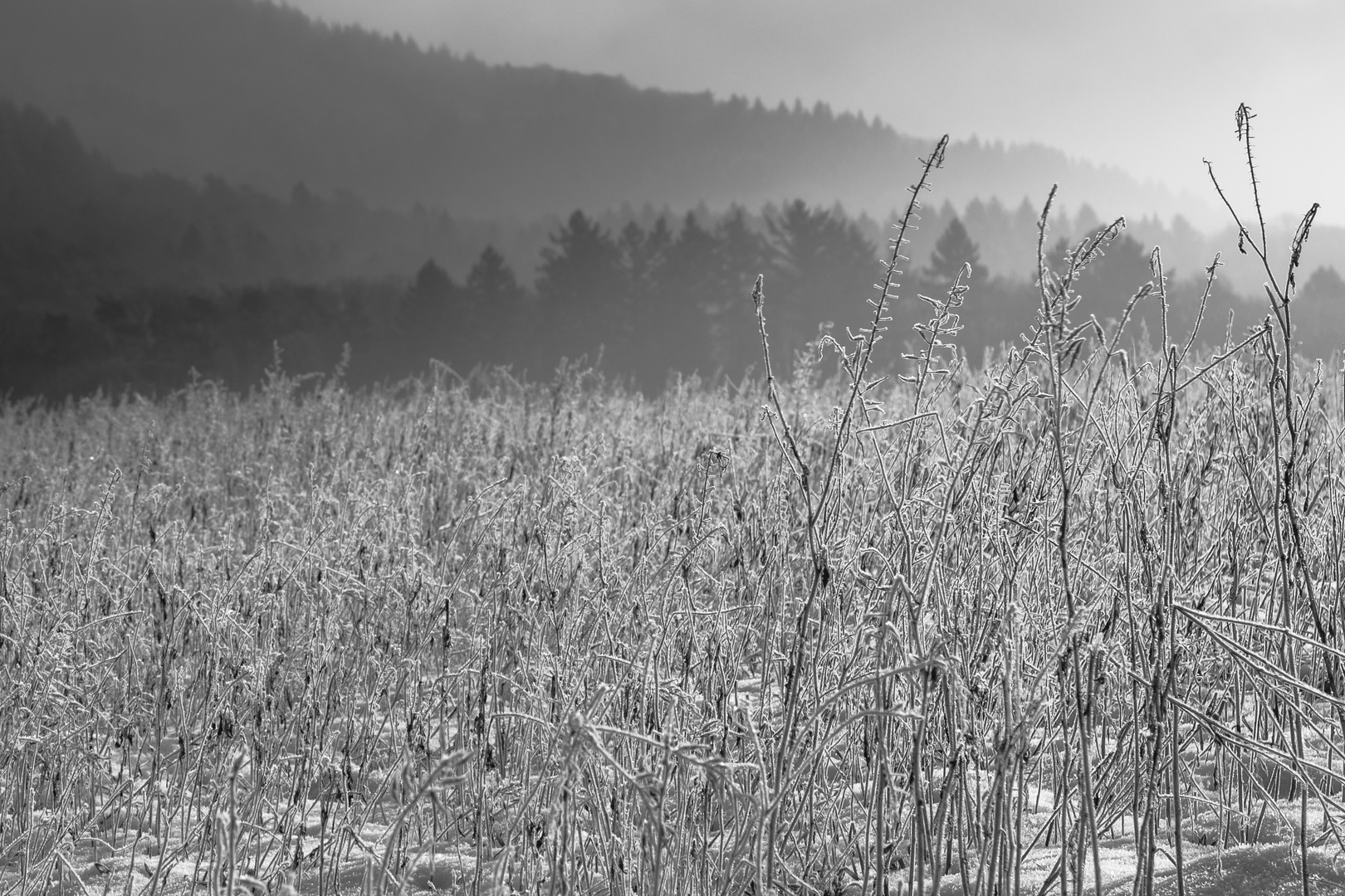 Feld im Odenwald