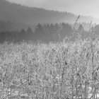 Feld im Odenwald