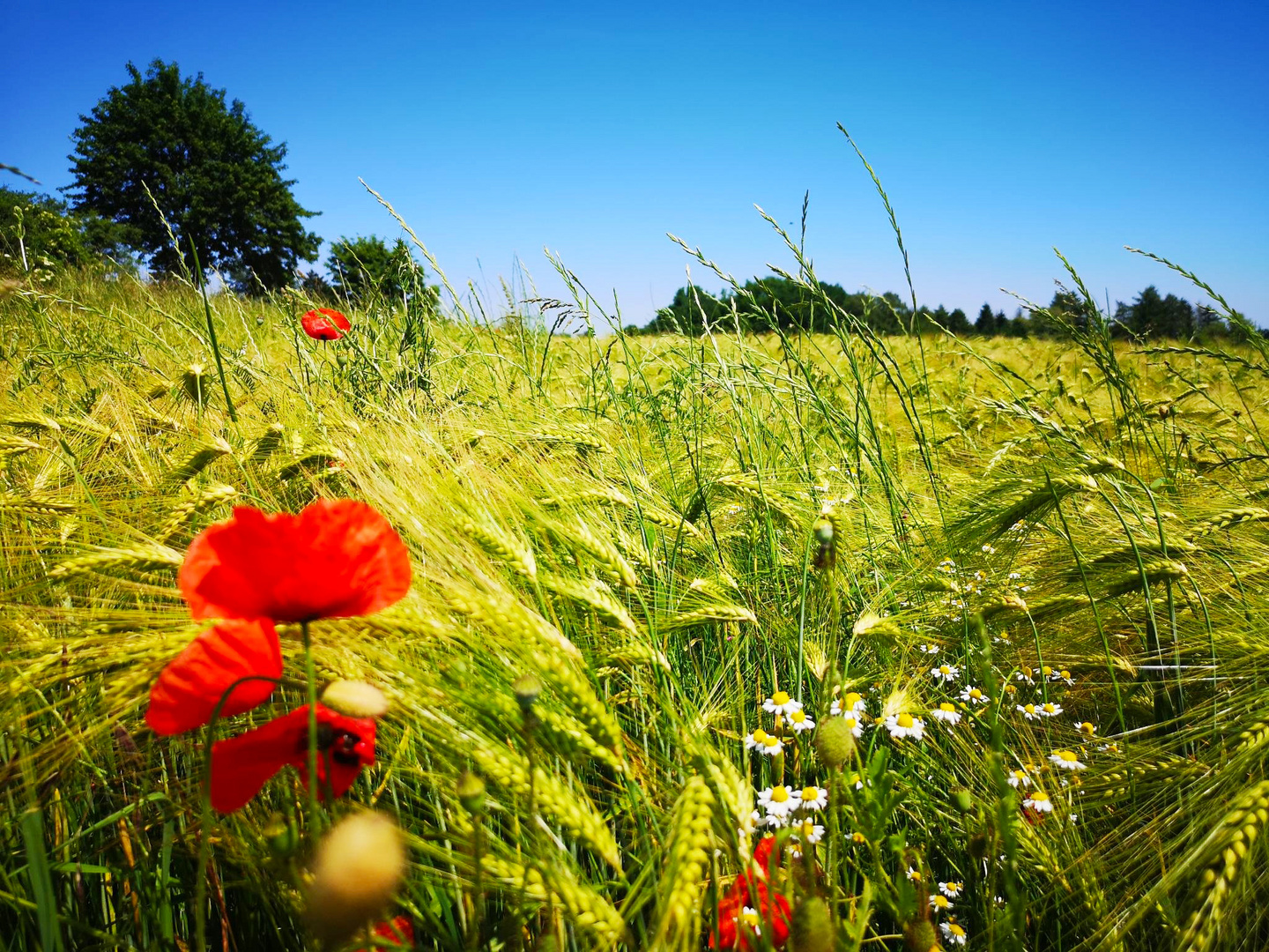 Feld im Sommer