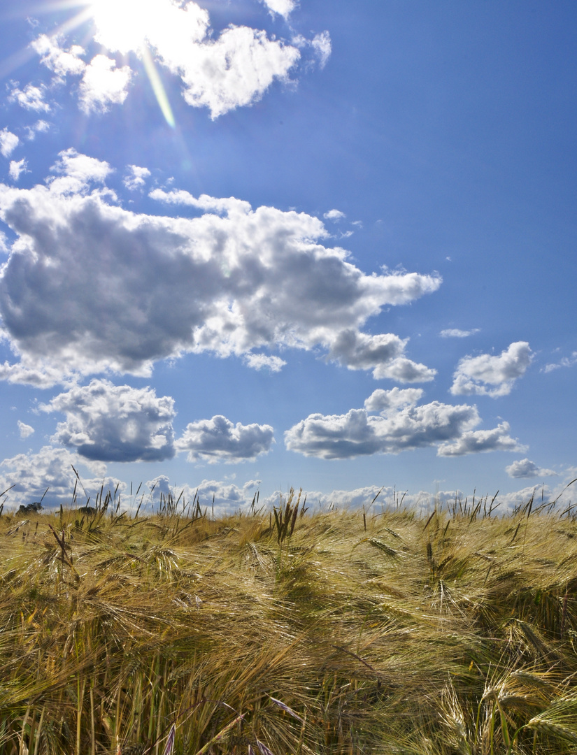 Feld im Sommer