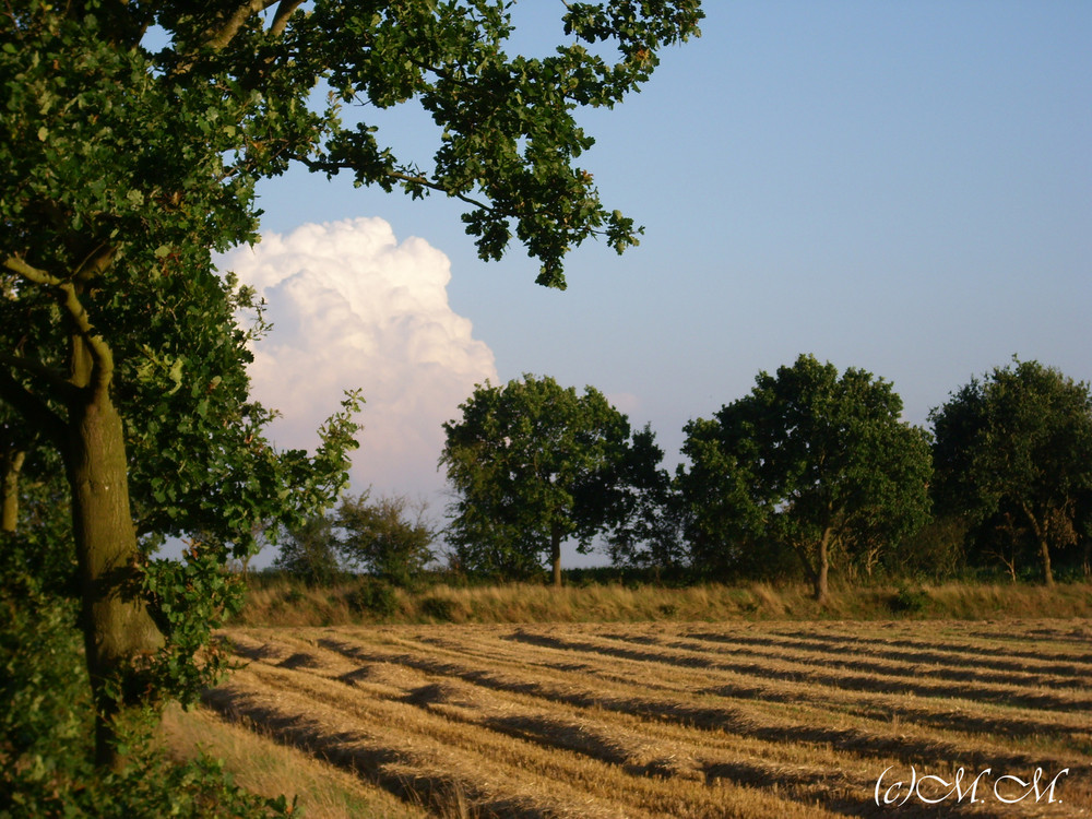 Feld im Sommer