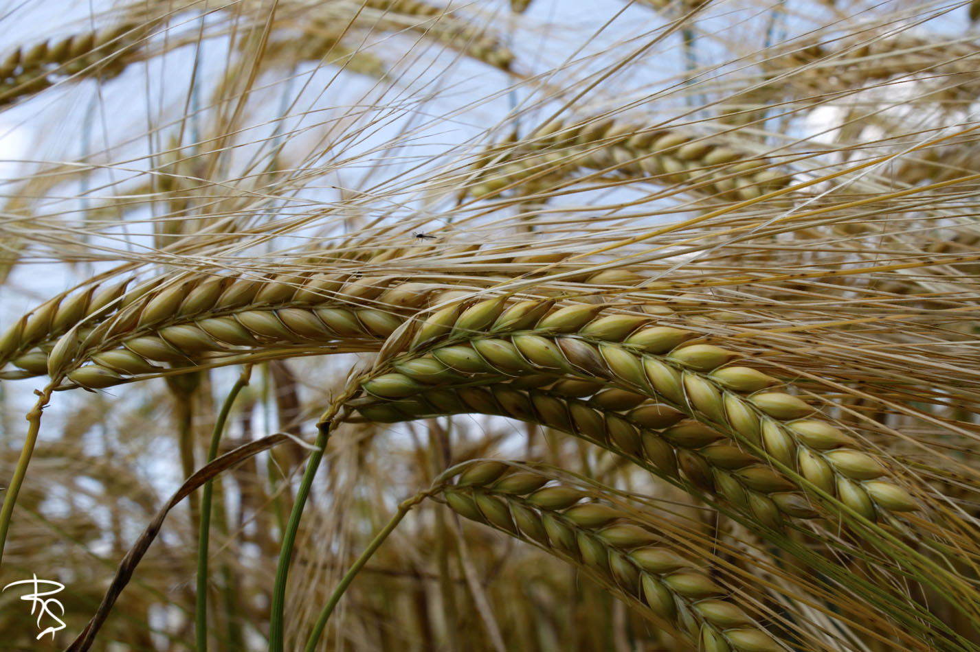 Feld im Sommer