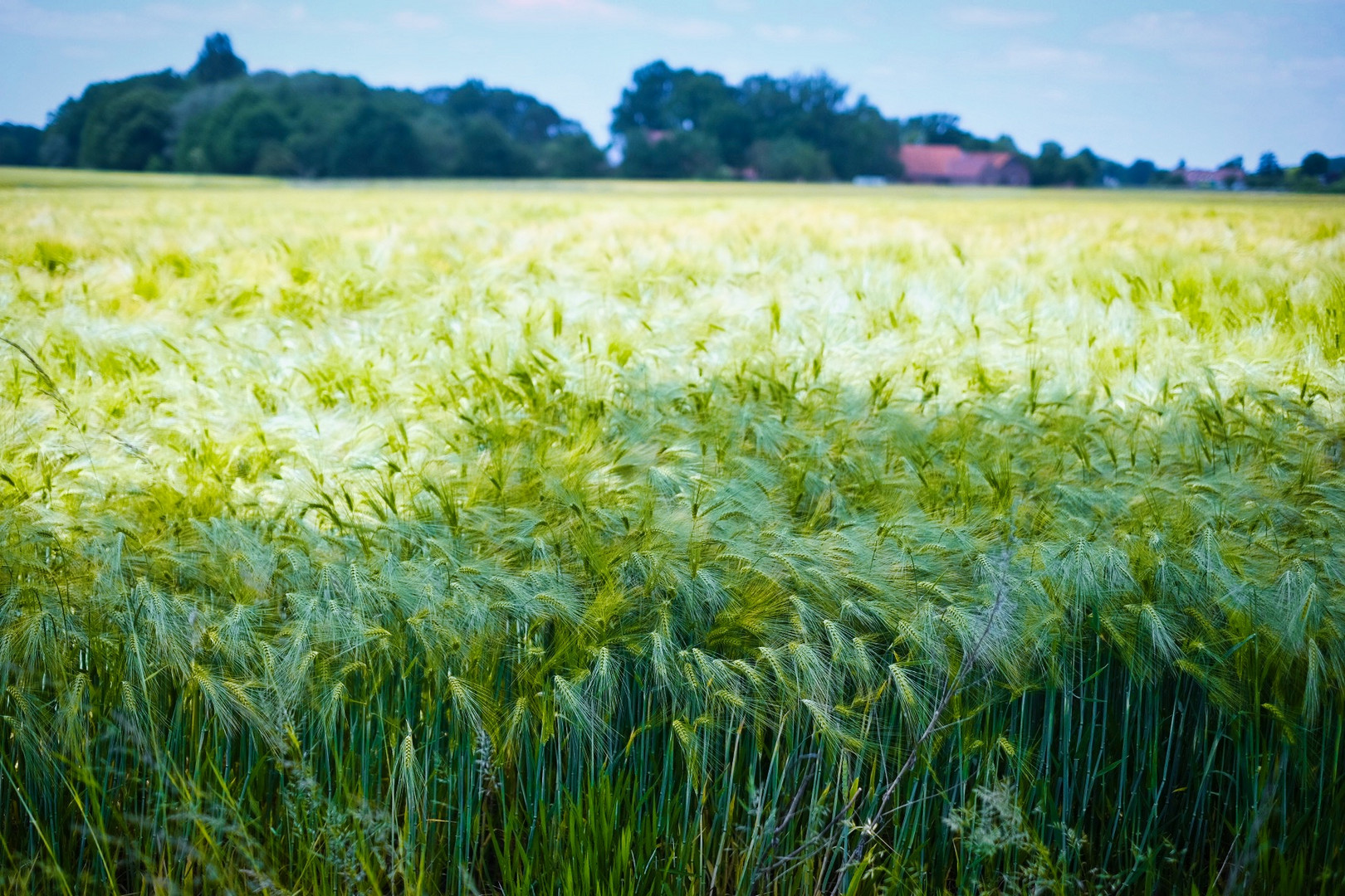 Feld im Sommer 