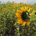 Feld im Sommer