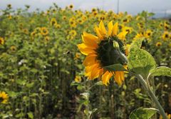 Feld im Sommer