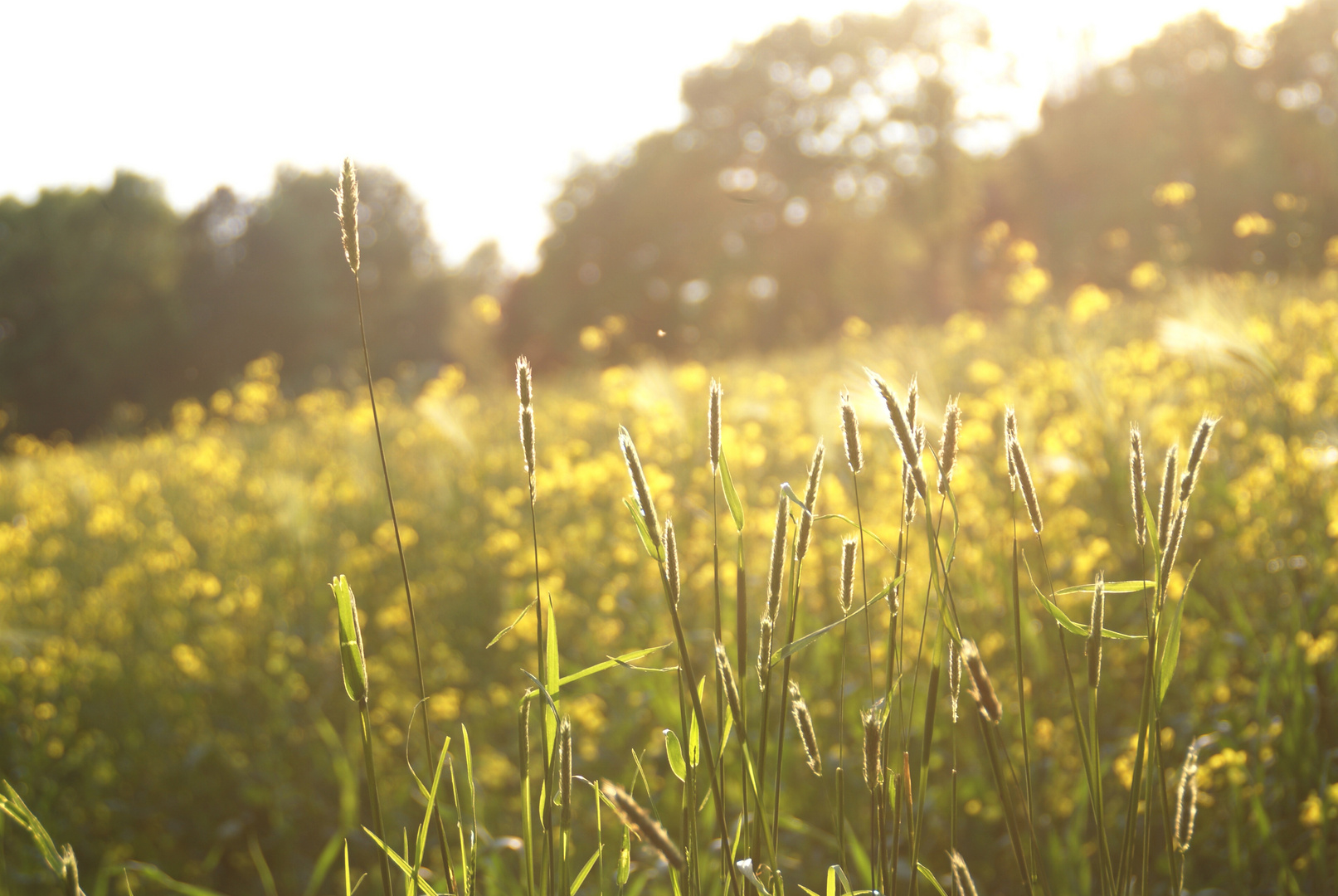 Feld im Sommer