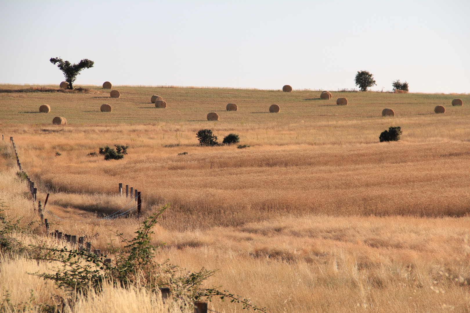 Feld im Spätsommer in Castillia y Leon