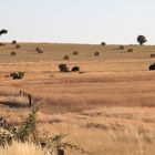 Feld im Spätsommer in Castillia y Leon