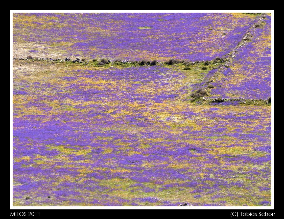 Feld im Tsingrado Krater