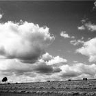 Feld im Vogtland/Pfaffenfrün