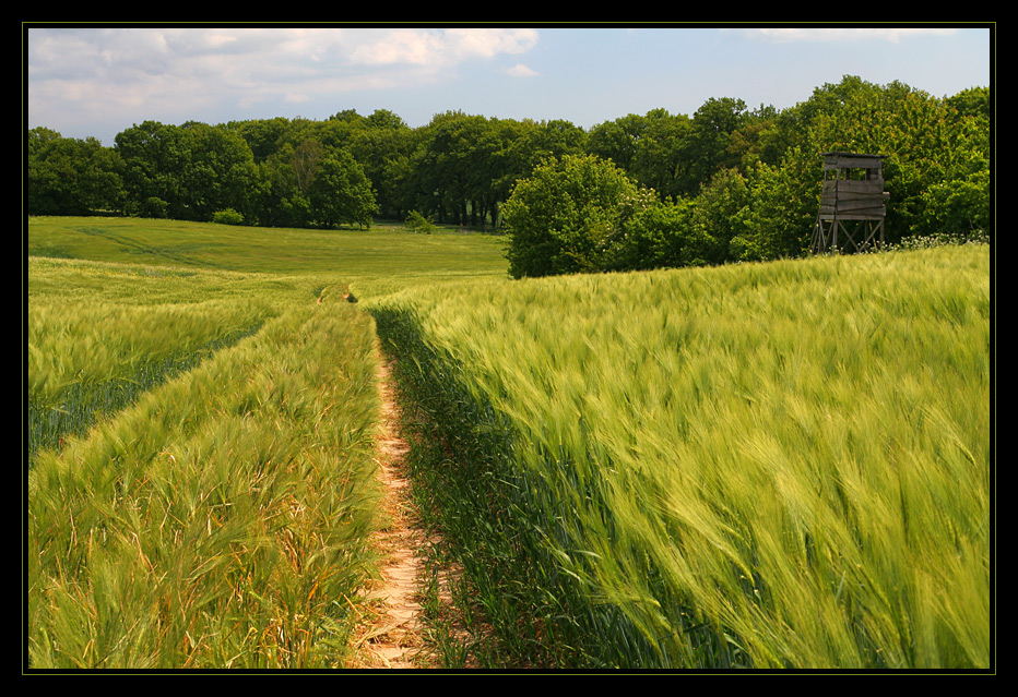 Feld im Wind