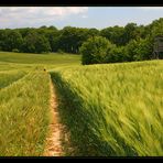 Feld im Wind