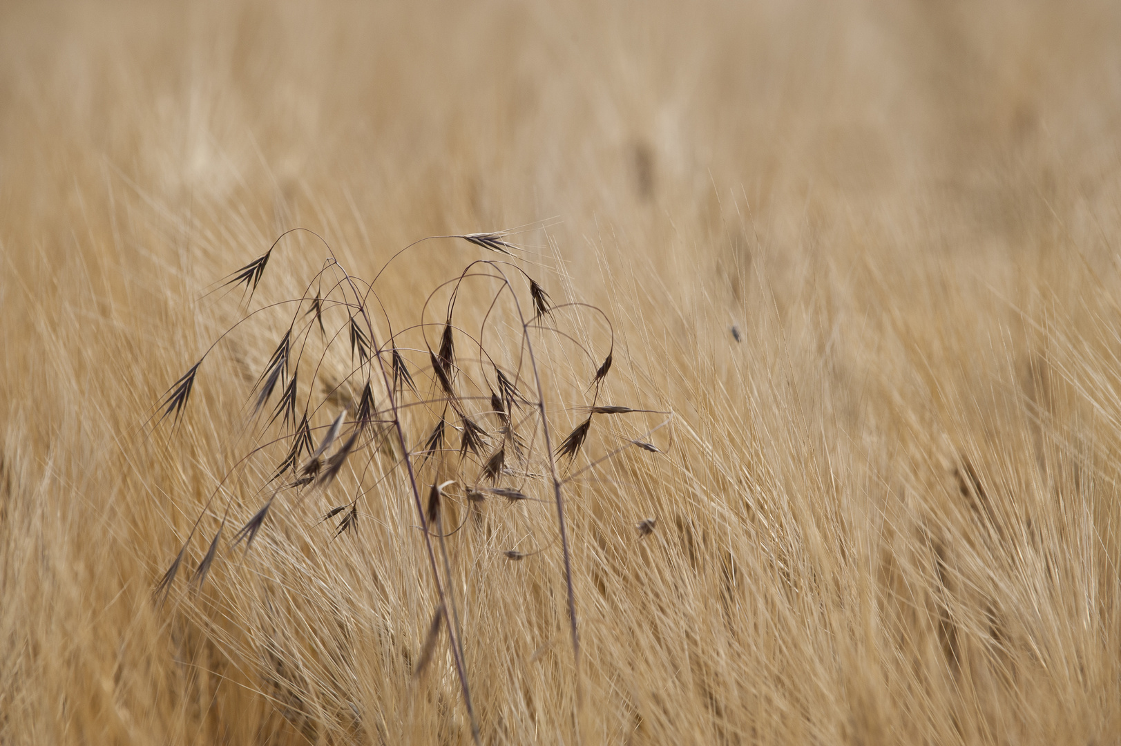 Feld im Wind