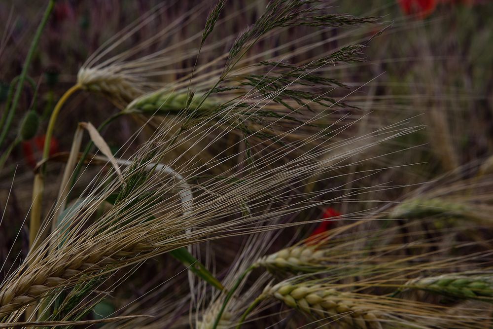 Feld im Wind