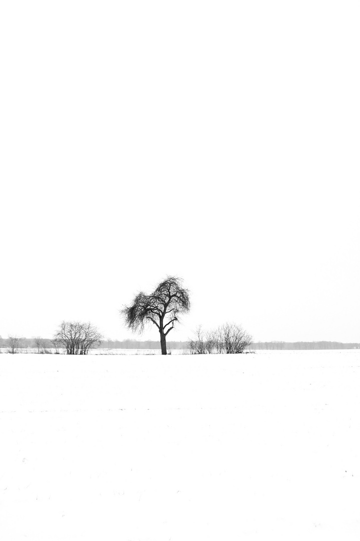 Feld im Winter