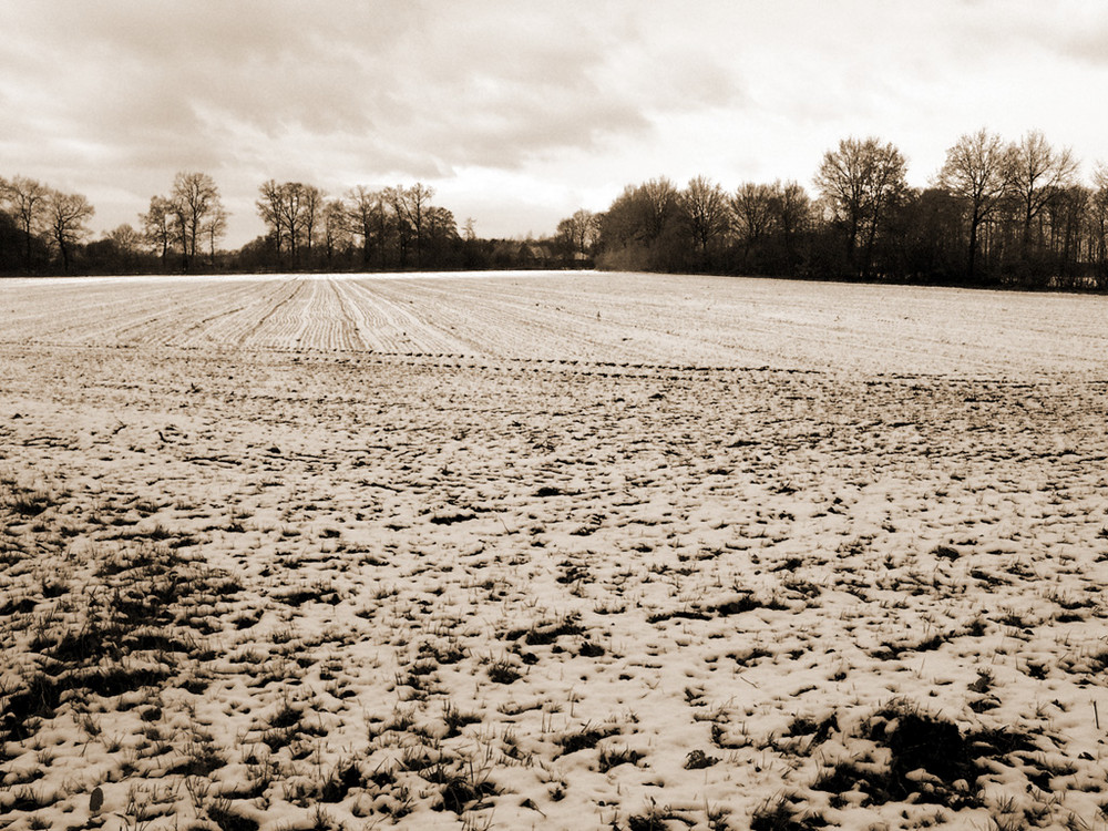 Feld im Winter