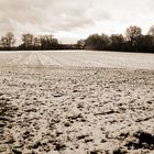 Feld im Winter