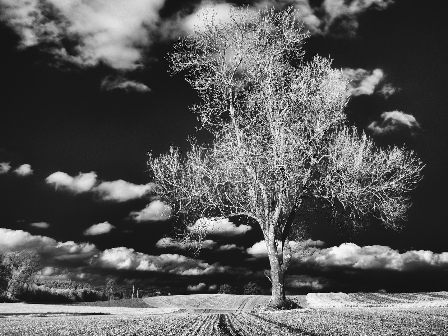 Feld im Winter