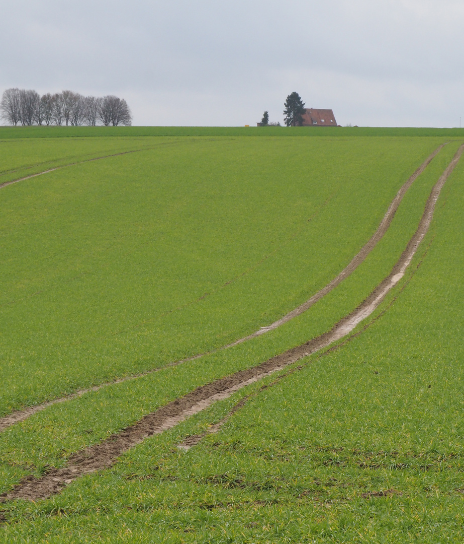 Feld im Winter 