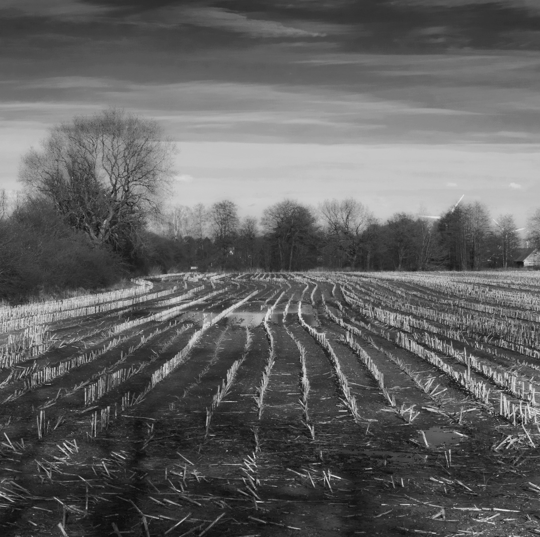 Feld im Winter