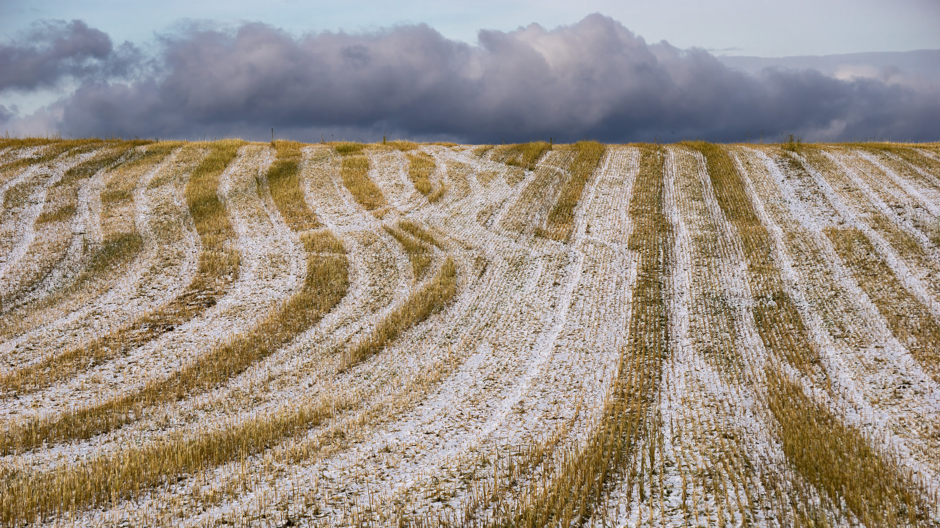 Feld im Winter