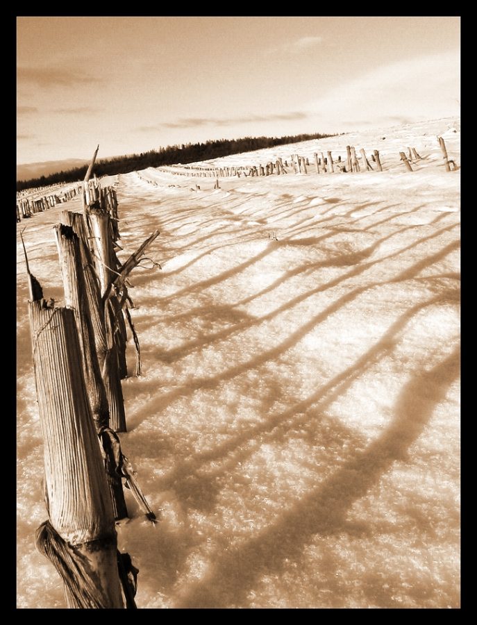 Feld im Winter II