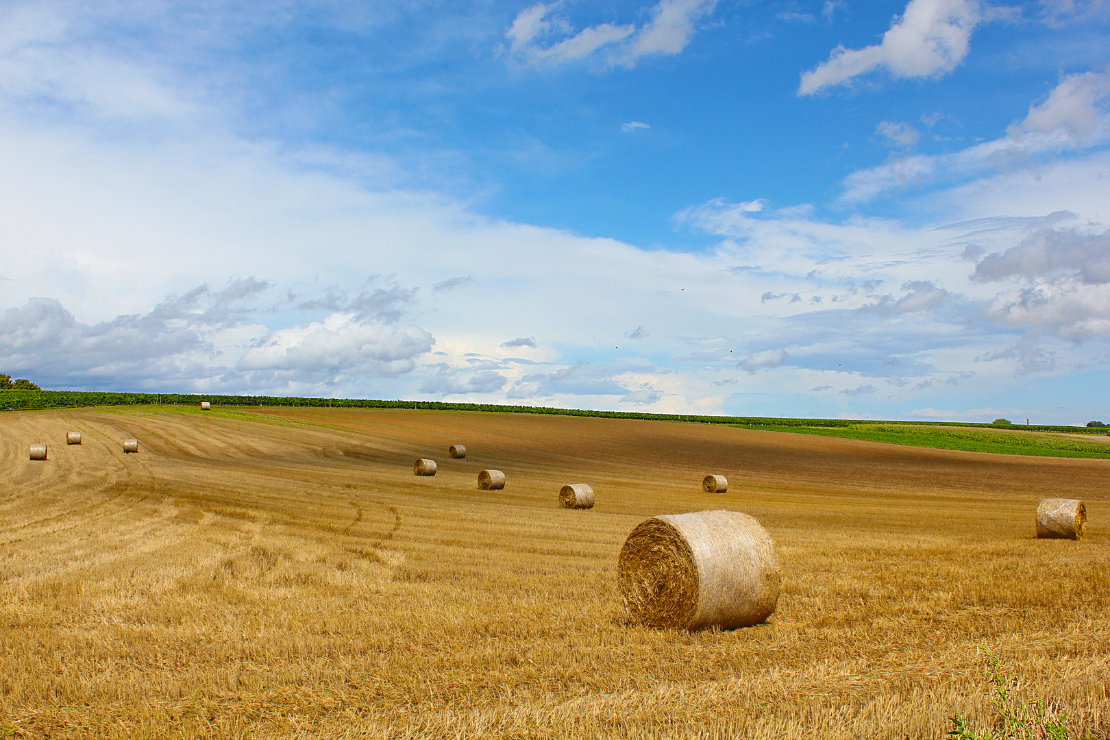 Feld - Impflingen