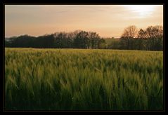 Feld in der Abendsonne