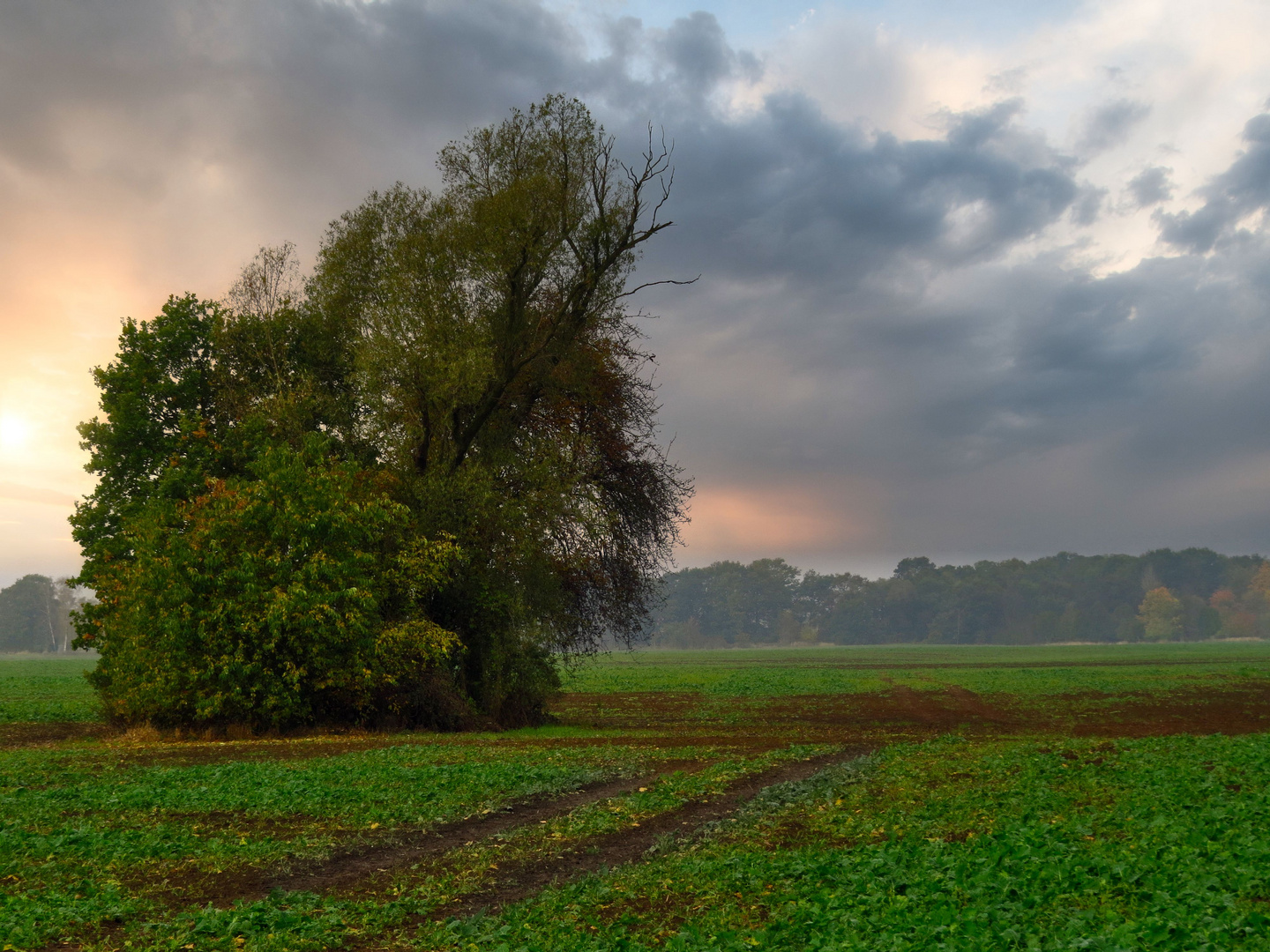 Feld in der Lausitz